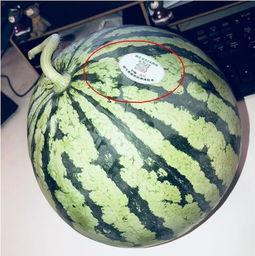 柳州网红吃瓜,揭秘网络红人的幕后故事